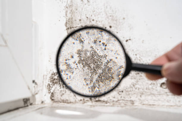  Hueytown, AL Mold Removal Pros